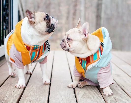 The Ultimate Guide to French Bulldog Care and Essentials for Your Boujee Frenchie