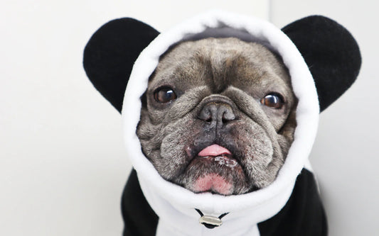 How Luxury Pet Accessories Are Changing the Game for French Bulldog Owners