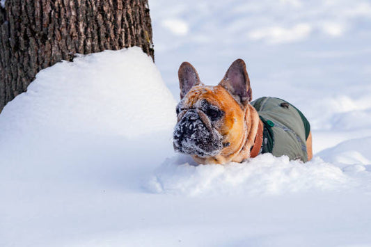 How to Keep Your French Bulldog Cozy and Safe During the Winter