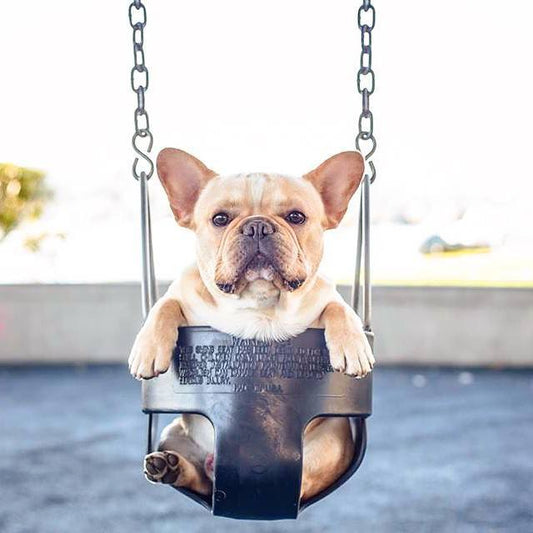 5 Creative Activities to Keep Your French Bulldog Entertained Indoorsc